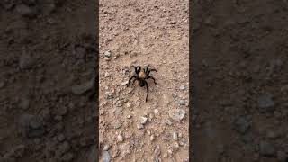 Texas Brown Tarantula cold shocked Aphonopelma hentzi also known as the Missouri Tarantula [upl. by Kirtley]