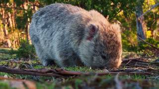 Wombats  Australias Charming Burrowing Creatures [upl. by Dlonyer]