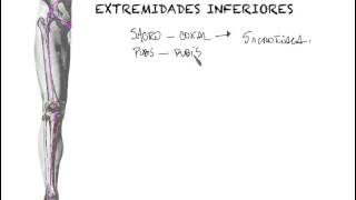 Generalidades articulaciones extremidades inferiores [upl. by Darraj807]