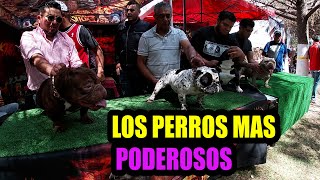 Expo venta de perros exóticos 2 parte Mario Blogs [upl. by Reidar]