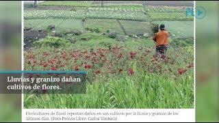 Lluvias y granizo dañan cultivos de flores en Zunil  Prensa Libre [upl. by Marciano]