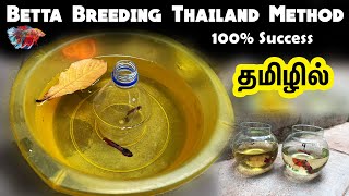 Betta Breeding Thailand method for success in Tamil [upl. by Chernow]