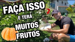 COMO CUIDAR de CÍTRICOS  PÉ DE LIMÃO LARANJA e TANGERINA  Henrique Buttler [upl. by Kensell]