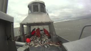 SalmonBristol BayCommercial Fishing Alaska [upl. by Arlee]