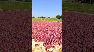 Onions Are Being Harvested  Workers Working in Onion Fields  Cultivation of Red Onion [upl. by Yasibit]