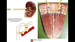 Antidiuretic Hormone [upl. by Atram]