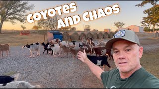 CHAOS at the Farm Vlog Style Video [upl. by Nicholas]