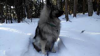 Keeshond barking different levels [upl. by Eenat]