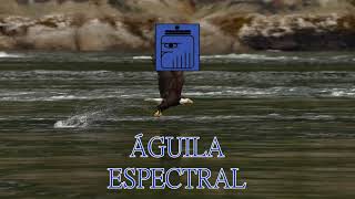 KIN 115  🦅 ÁGUILA ESPECTRAL 🦅 [upl. by Alimak]