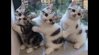 😺 Funny kittens for a good mood 🐈 Full version of the new video is available on the new BarabanTV [upl. by Zeuqcaj829]