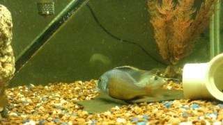 African cichlids breeding common name red empress [upl. by Alage]