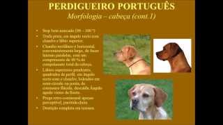 Perdigueiro Português  Estalão [upl. by Elaine232]