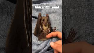 This girl adopted a bat that flew into her house and then this happened animalshorts [upl. by Isabelle]