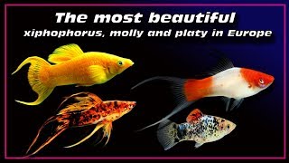 the most beautiful xiphophorus fish  molly and platy in Europe ✔ [upl. by Ahseyt391]