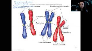 Chapter 10 video 1 Cell division [upl. by Bender]