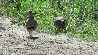 partridges 2024 June 20 1103 [upl. by Lihas]