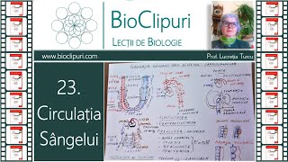 23 Circulatia sangelui prin sistemul cardiovascular Corint [upl. by Roel]