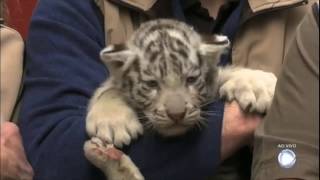 Quatro filhotes de tigres de bengala brancos são apresentados em zoológico da Áustria [upl. by Nagek250]