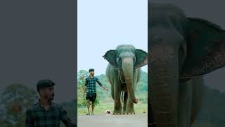 Mass entry  shimil  kaveri  elephant keralaelephant love [upl. by Ecneralc]