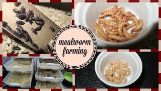 Mealworm Farming Setup  How to Breed Mealworms [upl. by Citron]