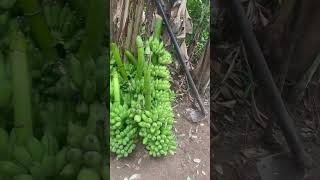 banana plantation cultivation srilankatravel viral embilipitiya [upl. by Dedie]