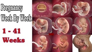 Pregnancy Week By Week  1  41 Weeks Fetal Developments [upl. by Brendan]