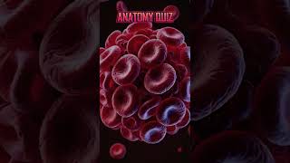 ANATOMY QUIZ 03🧠🧠⁉️ neet2025factsneetmcqneetbiologymcqsquizquestionsneetbiologymcqsncertyt [upl. by Dyal204]