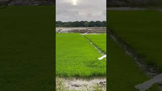 Beautiful Rice Seedlings filipinofarmerspangaainan [upl. by Xam]