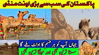 boht hi sasty onth  Largest and cheapest camel market in Pakistan  onth mandi [upl. by Lednik]