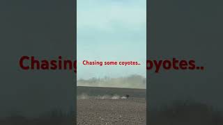 Chasing some coyotescoyote greyhound [upl. by Notlih]