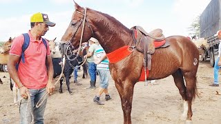 FEIRA DE CAVALOS EM CARUARUPE 28112023 nordeste [upl. by Aylward23]