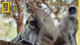 The Monkeys of Sri Lanka  Born Wild The Next Generation [upl. by Thelma304]