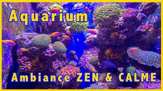 Aquarium au multiple changements pour se détendre Ambiance zen et calme [upl. by Moselle]