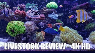 Livestock Review 2017  Red Sea Reefer 525 XL [upl. by Freeborn844]