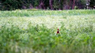 Watching Pheasants with Thermal Imaging Monocular [upl. by Ahsitam]