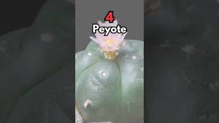 🔴 5 PLANTAS ENDÉMICAS DE MÉXICO 🔴 short viral endémic plantas jardin [upl. by Solita758]