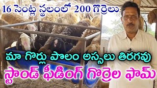 Bakrid sheep farming for beginners  ALMOHAMED GOAT FARM  Bakrid sheep in Tamilnadu [upl. by Euqcaj695]