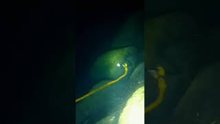 Nakakatakot yong laki nyaspearfishinglife fishing spearolife nightspearfishing nightdive [upl. by Jabon965]