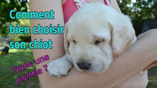 Comment bien choisir son chiot dans une portée [upl. by Abehshtab]