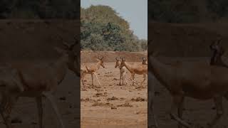 A rare herd of antelope called the Kongoni on a walk in the savannah [upl. by Daiz]