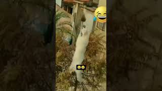 Dog vs rat funny video 🤣🤣 funnyshorts viraltiktok majedaarvideo [upl. by Ahsikan979]