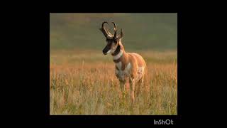 Pronghorn Antelopes history facts video mystery travel wildlife entertainment information [upl. by Ifen]