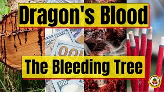 DRAGONS BLOOD  Mystical Powers and Uses  Yeyeo Botanica [upl. by Fox]