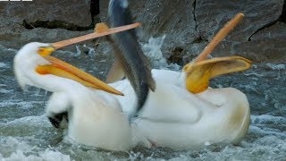 Pelicans Fishing Fail  Earths Great Rivers  BBC Earth [upl. by Sparke]