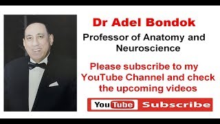 Subscribe to Dr Adel Bondok Channel [upl. by Onaireves]