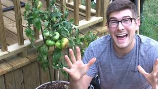 Tasting the Giant Crimson Tomato 87 Year old Tomato [upl. by Paske]