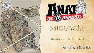 Miología del brazo y del antebrazo  Proyecto ANATO EN 10 MINUTOS [upl. by Yetnom]