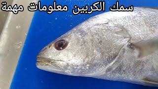 سلسلة أجي تعرف الحوت سمك الكربين [upl. by Frankie]