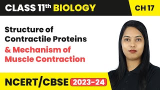 Structure of Contractile Proteins amp Mechanism of Muscle Contraction  Class 11 Biology Ch 17  CBSE [upl. by Ario453]