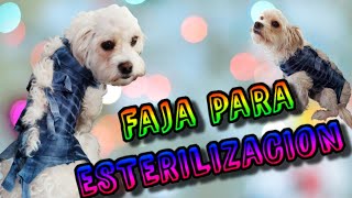 💖haz una FAJA para PERROS o GATOS tutorial 2021🐶💖ESTERILIZACION Cuidados Y BENEFICIOS DIY [upl. by Baynebridge]